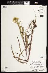 Solidago riddellii image