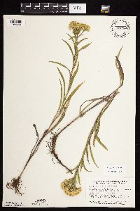 Solidago riddellii image