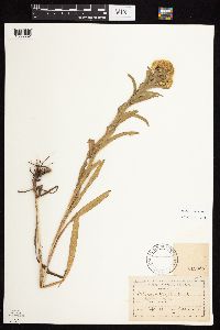 Solidago riddellii image