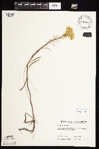 Solidago riddellii image