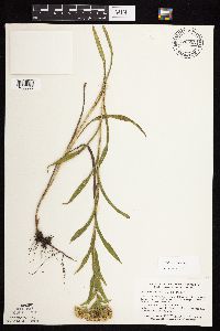 Solidago riddellii image