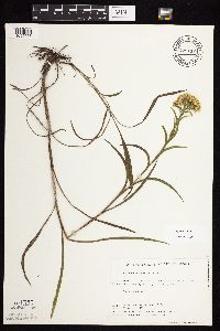 Solidago riddellii image
