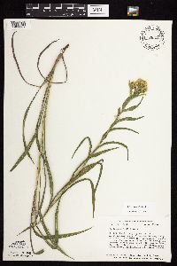 Solidago riddellii image