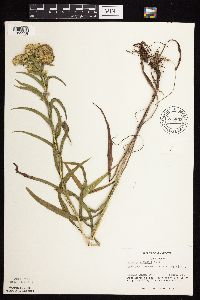 Solidago riddellii image