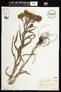 Solidago riddellii image