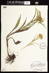 Solidago riddellii image