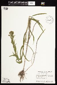Solidago riddellii image