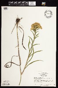 Solidago riddellii image