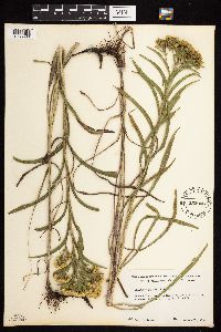 Solidago riddellii image