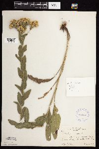 Solidago rigida subsp. humilis image