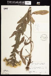Solidago rigida subsp. humilis image