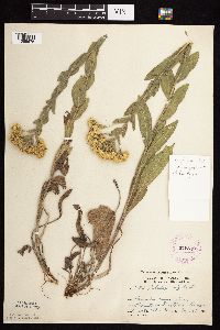 Solidago rigida subsp. humilis image