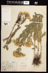 Solidago rigida subsp. humilis image