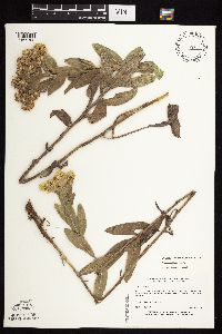 Solidago rigida subsp. humilis image
