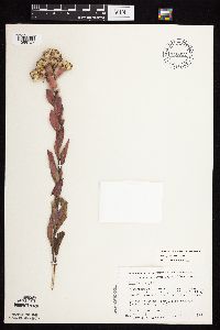 Solidago rigida subsp. humilis image