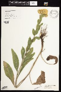 Solidago rigida subsp. humilis image
