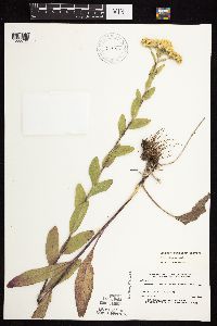 Solidago rigida subsp. humilis image