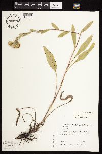 Solidago rigida subsp. humilis image