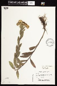 Solidago rigida subsp. humilis image
