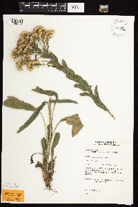 Solidago rigida subsp. humilis image