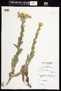 Solidago rigida subsp. humilis image