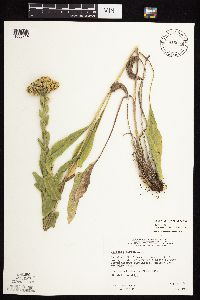 Solidago rigida subsp. humilis image