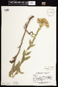 Solidago rigida subsp. humilis image