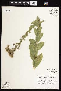 Solidago rigida subsp. humilis image