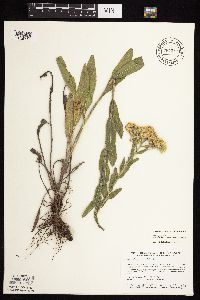 Solidago rigida subsp. humilis image