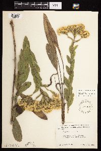 Solidago rigida subsp. humilis image