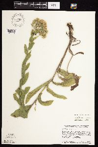 Solidago rigida subsp. humilis image