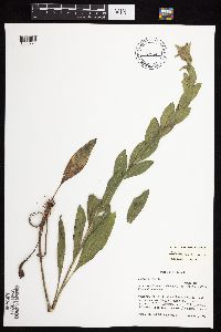 Solidago rigida subsp. humilis image