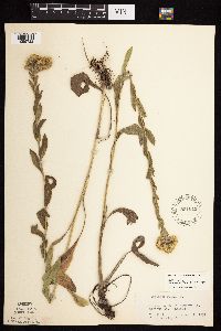 Solidago rigida subsp. humilis image