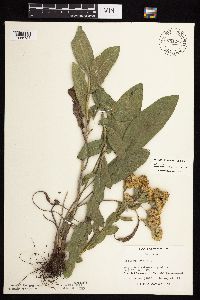 Solidago rigida subsp. humilis image