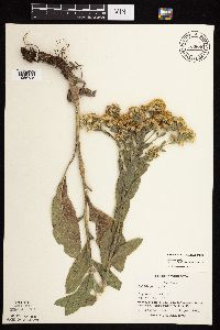 Solidago rigida subsp. humilis image