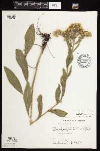 Solidago rigida subsp. humilis image