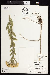 Solidago rigida subsp. humilis image