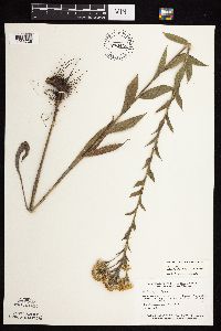 Solidago rigida subsp. humilis image