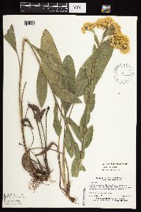 Solidago rigida subsp. rigida image