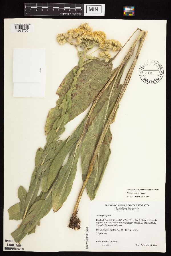 Solidago rigida subsp. rigida image
