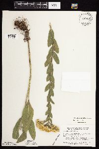 Solidago rigida subsp. rigida image