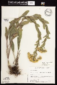 Solidago rigida subsp. rigida image