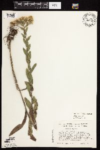 Solidago rigida subsp. rigida image
