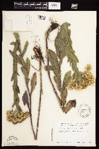 Solidago rigida subsp. rigida image