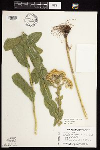Solidago rigida subsp. rigida image