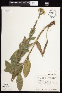 Solidago rigida subsp. rigida image
