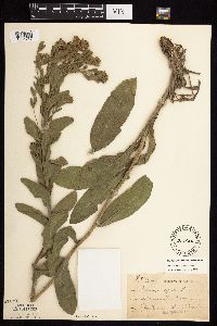 Solidago rigida subsp. rigida image