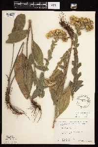 Solidago rigida subsp. rigida image