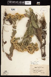 Solidago rigida subsp. rigida image