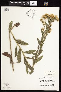 Solidago rigida subsp. rigida image
